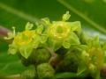 Buffalo thorn (Ziziphus mucronata), flowers, Pretoria, South-Africa