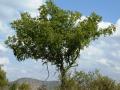 Buffalo thorn (Ziziphus mucronata), habit, Phalandingwe, Pelindaba, South Africa