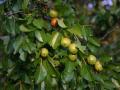 Buffalo thorn (Ziziphus mucronata), leaves and fruits, Magaliesberg, South Africa