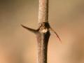 Buffalo thorn (Ziziphus mucronata) twigs with thorns, Magaliesberg, South Africa